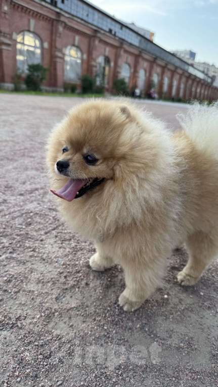 Собаки в Санкт-Петербурге: Шпиц Элвис ищет подругу для вязки Мальчик, 1 руб. - фото 3