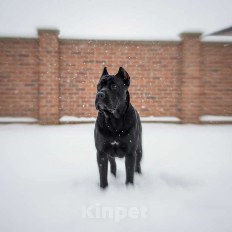 Собаки в Москве: Элитный щенок 7 месяцев  Мальчик, 30 000 руб. - фото 3