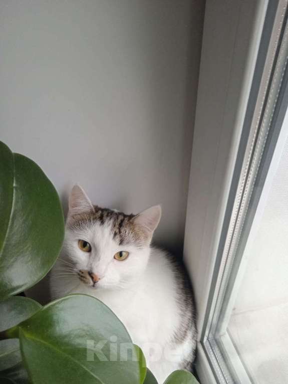 Кошки в Москве: 🐾 Мальчик, около 7 месяцев 💛 Мальчик, Бесплатно - фото 5