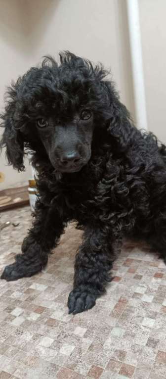 Собаки в других городах Ленинградской области: Мальчик Мальчик, 50 000 руб. - фото 2