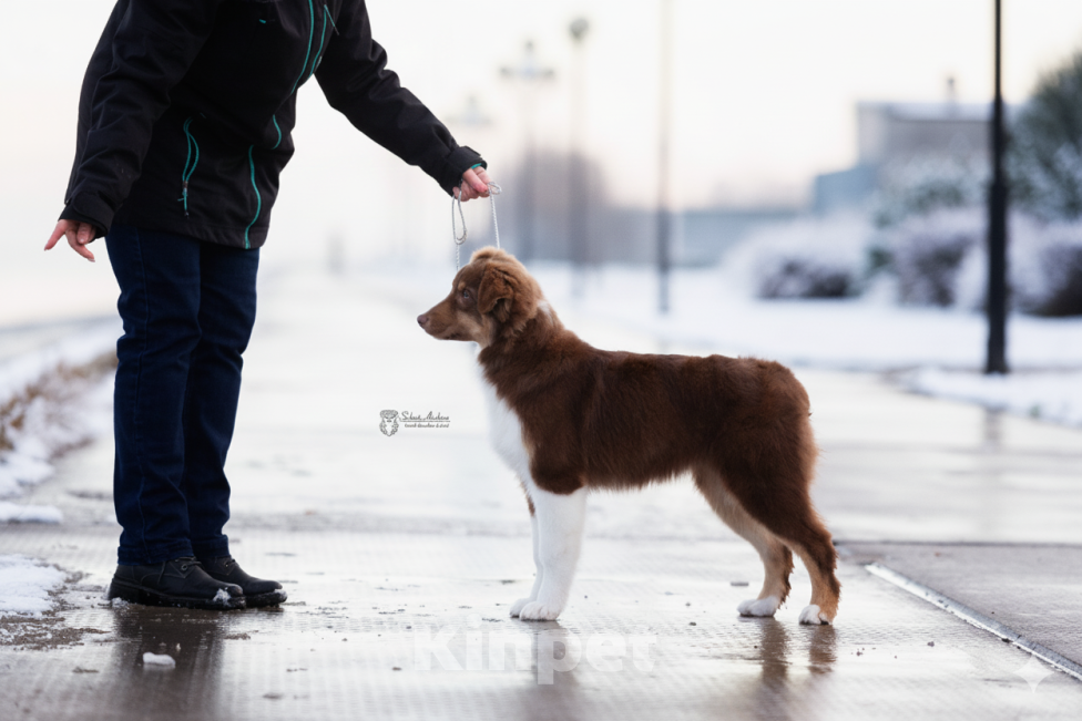 Собаки в Москве: австралийская овчарка аусси Девочка, 60 000 руб. - фото 6