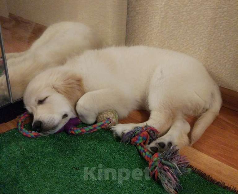 Собаки в Москве: Породистые щенки голден ретривер от российских и международных чемпионов Мальчик, 60 000 руб. - фото 6