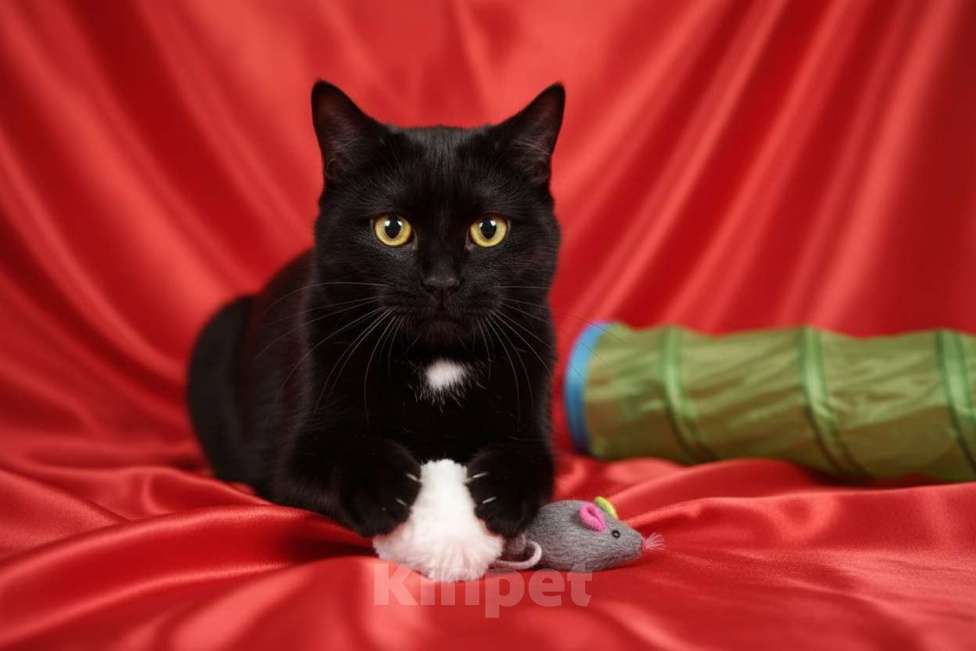 Кошки в Москве: Черная кошка Нюша в добрые руки Девочка, 10 руб. - фото 2