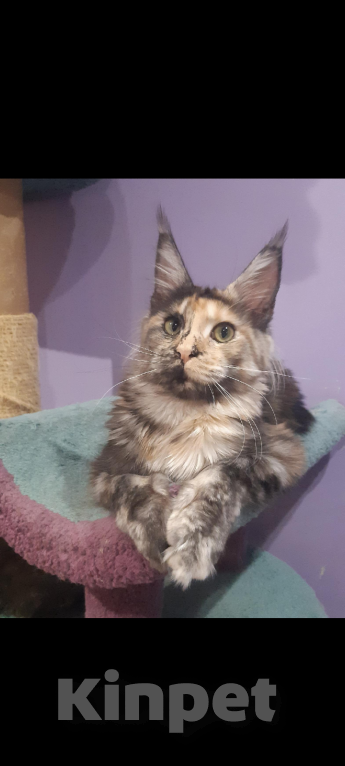 Кошки в Москве: Мейн Кун кошечка Атлантика Девочка, 33 000 руб. - фото 2