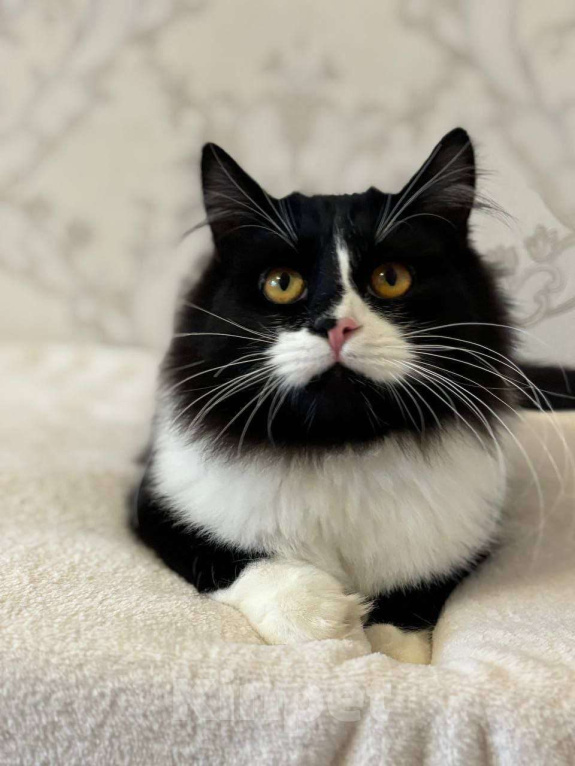 Кошки в Москве: А не хотите ли вы завести Бонифация? Мальчик, Бесплатно - фото 5