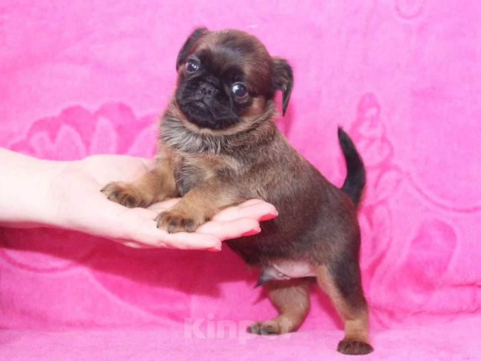 Собаки в Санкт-Петербурге: Маленький,упряменький Мальчик, 80 000 руб. - фото 6