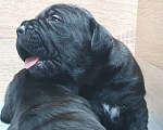 Собаки в Петрозаводске: Щенок кане корсо Девочка, 100 000 руб. - фото 2