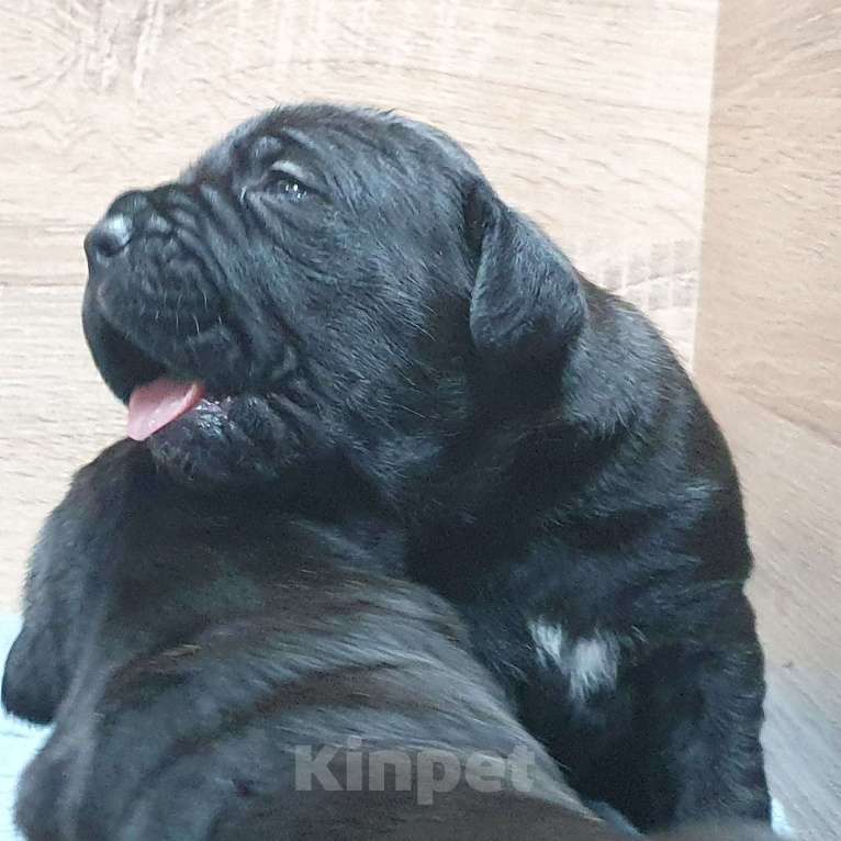 Собаки в Петрозаводске: Щенок кане корсо Девочка, 100 000 руб. - фото 2