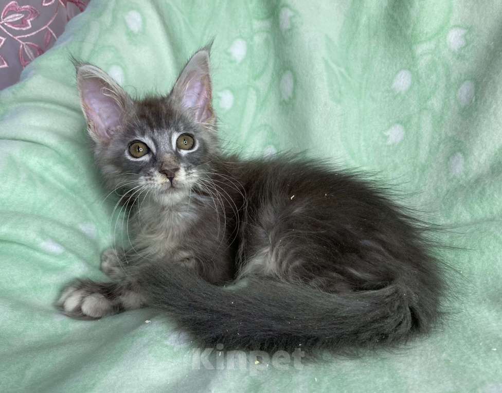Кошки в Дмитрове: Голубая серебристая мраморная девочка мейн кун Carmie Девочка, Бесплатно - фото 5