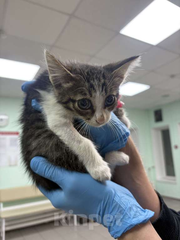 Кошки в Москве: Маленький котёнок Лаки в добрые руки  Мальчик, Бесплатно - фото 2