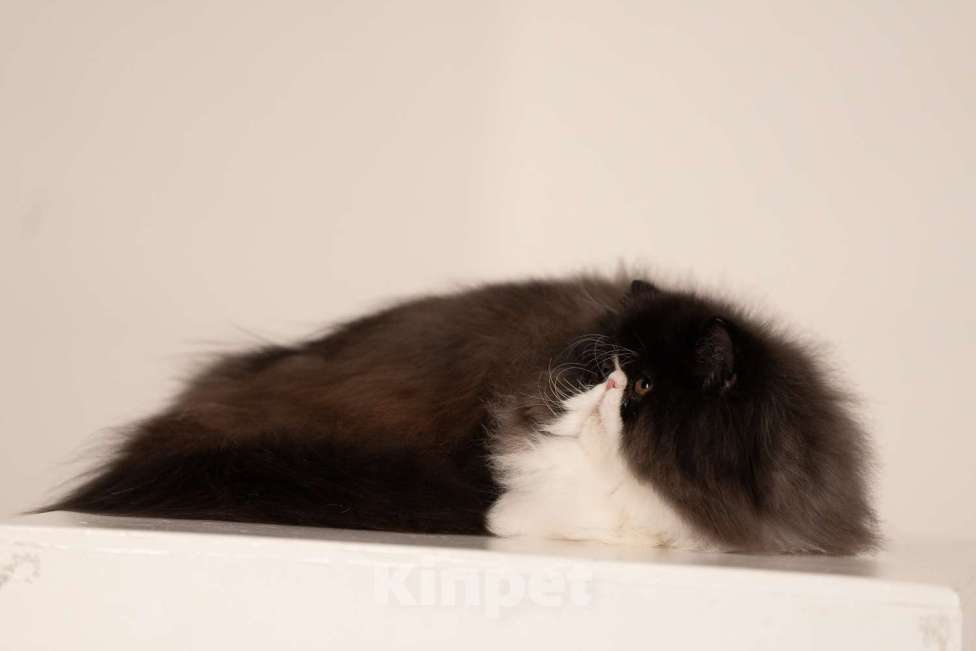 Кошки в Самаре: Персидский мальчик 11 месяцев Мальчик, 30 000 руб. - фото 2