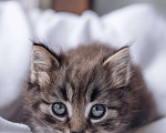 Кошки в Видном: Котенок мальчик ищет дом Мальчик, Бесплатно - фото 3