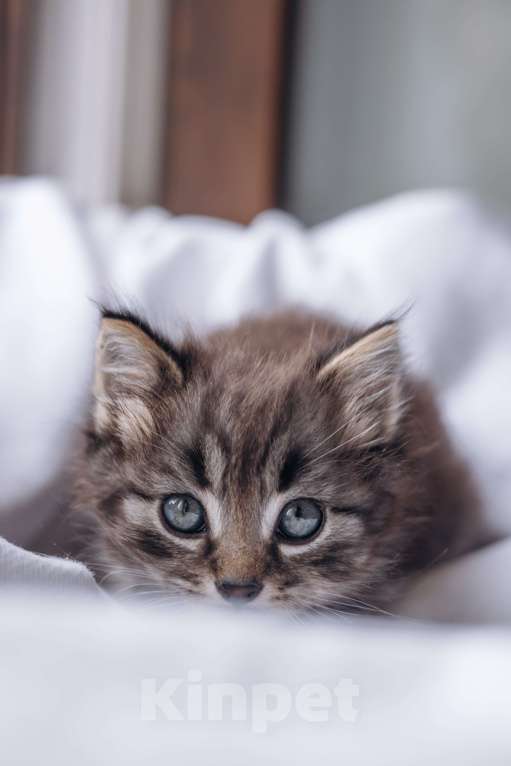Кошки в Видном: Котенок мальчик ищет дом Мальчик, Бесплатно - фото 3