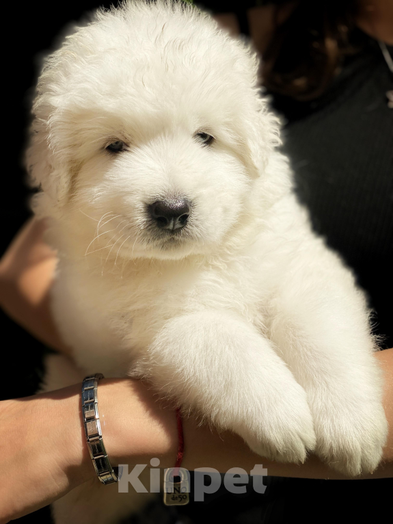 Собаки в других городах Краснодарского края: Продаем белых красавчиков! Мальчик, 20 000 руб. - фото 4