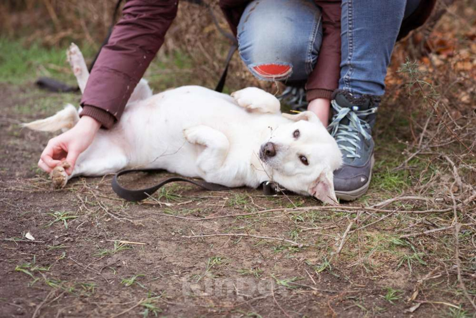 Собаки в Москве: Коротколапая, небольшая собачка ищет дом Девочка, Бесплатно - фото 6