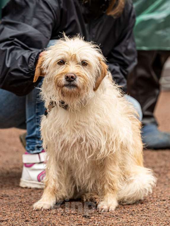 Собаки в Санкт-Петербурге: Очень красивая маленькая собачка Девочка, Бесплатно - фото 5