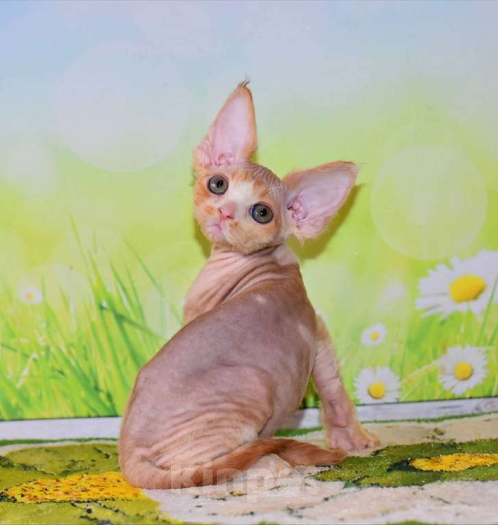 Кошки в Москве: Очаровытельный мальчик красный биколор Мальчик, 70 000 руб. - фото 2