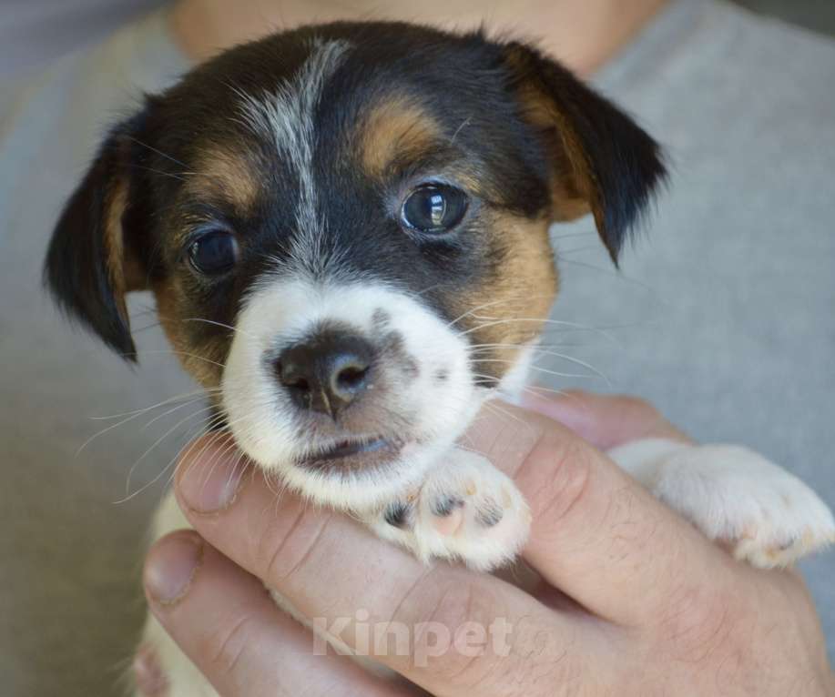 Собаки в Смоленске: Щенки Джек Рассел Терьер Девочка, Бесплатно - фото 5
