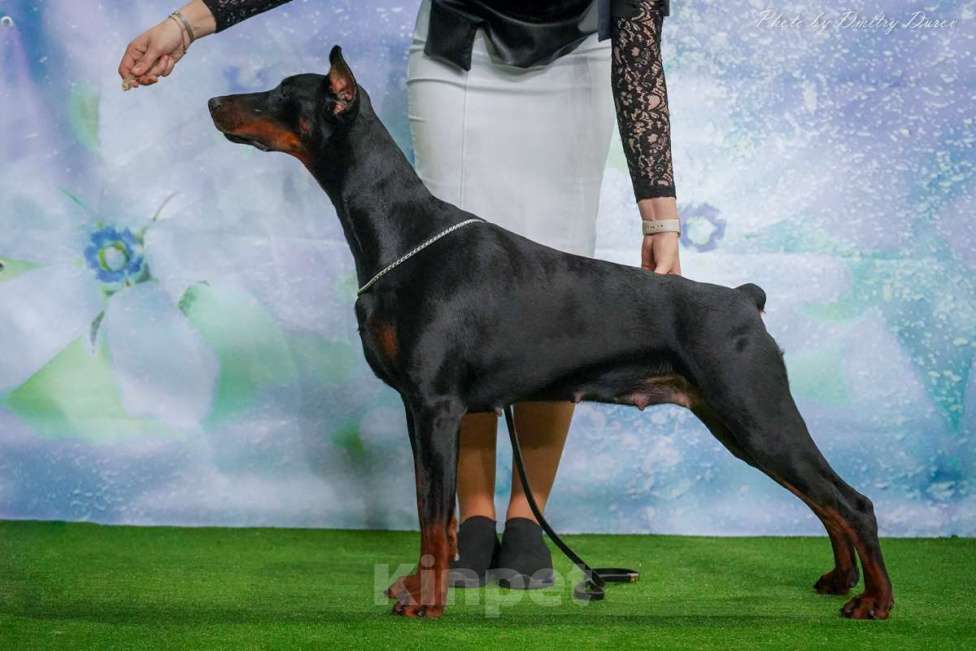 Собаки в Воронеже: Щенки добермана ркф Мальчик, 100 000 руб. - фото 2