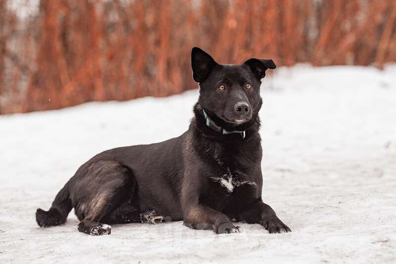 Собаки в Москве: Черная красавица и умница Марта в добрые руки Девочка, Бесплатно - фото 6