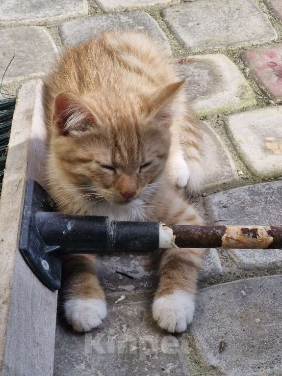 Кошки в других городах Ленинградской области: Брюс Мальчик, Бесплатно - фото 5