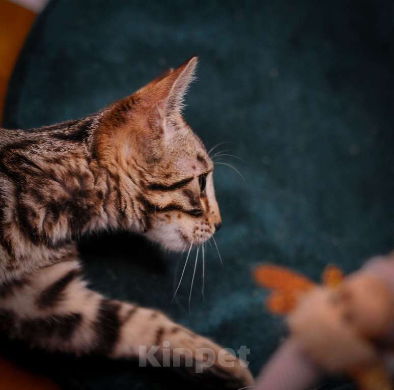 Кошки в Москве: Бенгальский котенок  Мальчик, 35 000 руб. - фото 3