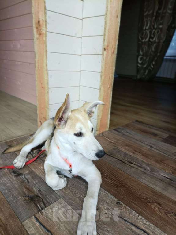 Собаки в Москве: Милашка Девочка, 200 руб. - фото 4