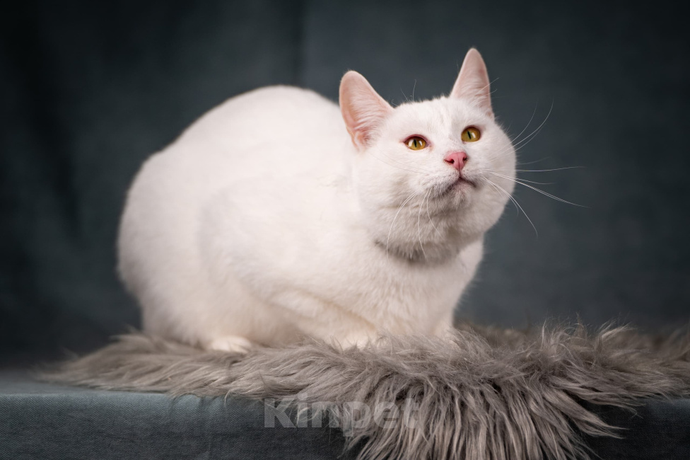 Кошки в Клине: Бьянка — красивейшая белоснежная кошечка Девочка, Бесплатно - фото 3