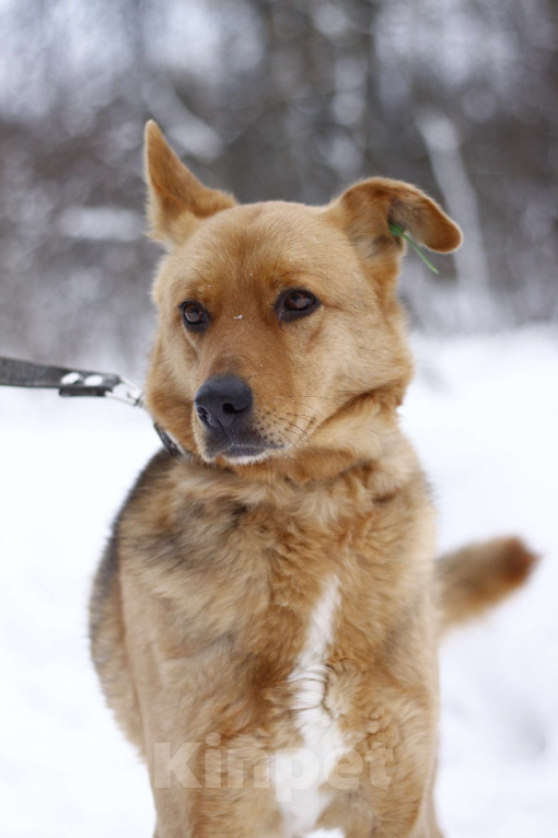 Собаки в Балашихе: Прекрасная Рокси в добрые руки Девочка, Бесплатно - фото 4