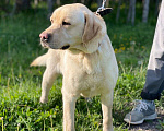 Собаки в Москве: Лабрадор в добрые руки Мальчик, Бесплатно - фото 6