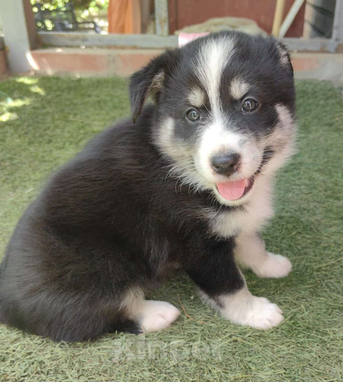 Собаки в других городах Ростовской области: Щенок для радости Девочка, Бесплатно - фото 4