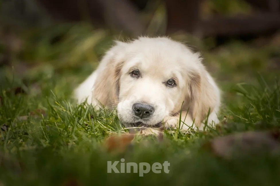Собаки в Москве: Щенки Золотистого ретривера Мальчик, 120 000 руб. - фото 1