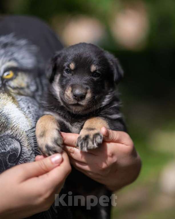 Собаки в Москве: Щенята — почти волчата ищут дом Мальчик, 1 руб. - фото 2