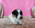 Собаки в Волгограде: Щенок Джек Рассел терьер  Мальчик, 20 000 руб. - фото 3