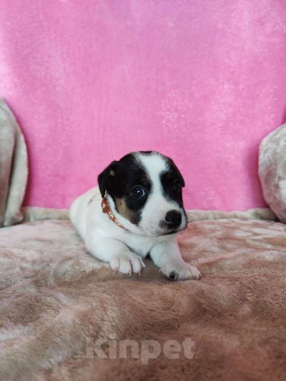 Собаки в Волгограде: Щенок Джек Рассел терьер  Мальчик, 20 000 руб. - фото 3