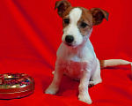 Собаки в Кудрово: Джек Рассел девочка Девочка, 35 000 руб. - фото 1