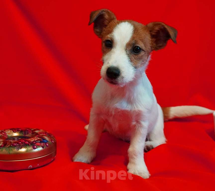 Собаки в Кудрово: Джек Рассел девочка Девочка, 35 000 руб. - фото 1