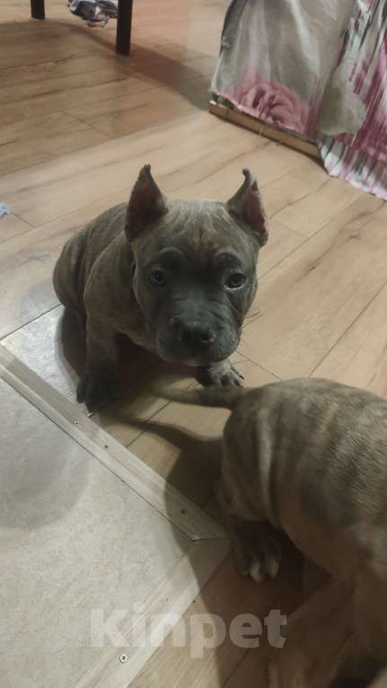 Собаки в Владивостоке: Топовый щенок Американского Булли Мальчик, 150 000 руб. - фото 6