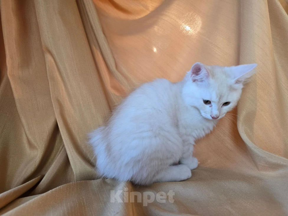 Кошки в Москве: Котенок курильского бобтейла Разнополые, 25 000 руб. - фото 3