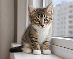Кошки в Москве: Котик Нафаня ищет дом Мальчик, Бесплатно - фото 3