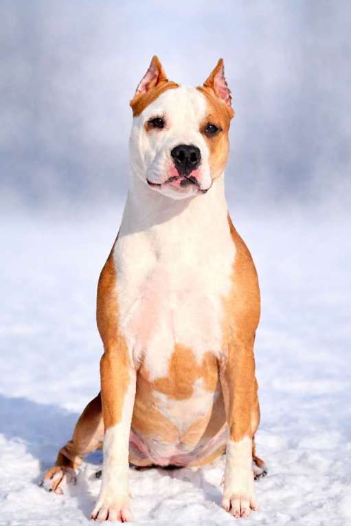 Собаки в Москве: Шикарная девочка амстаффа Девочка, 90 000 руб. - фото 4