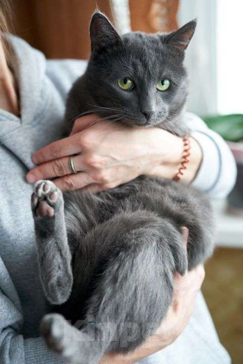 Кошки в Москве: Маффин, серый красавец с мягким сердцем ищет дом Мальчик, Бесплатно - фото 3