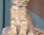 Кошки в Череповце: Котята Мальчик, 30 000 руб. - фото 2