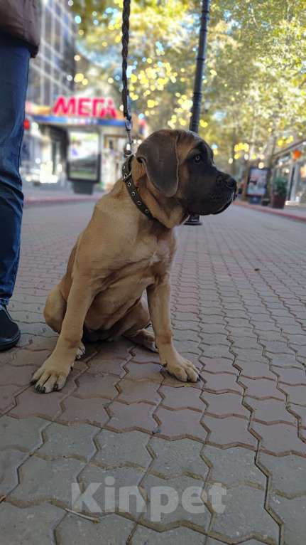 Собаки в Краснодаре: Кане Корсо Щенок  Девочка, 70 000 руб. - фото 5