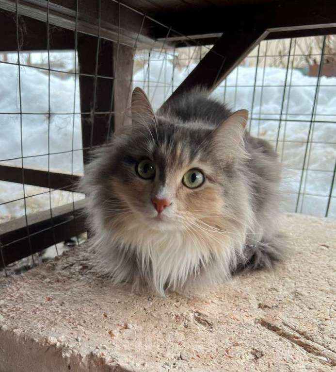 Кошки в Одинцово: Кошечка Мелани Девочка, Бесплатно - фото 4