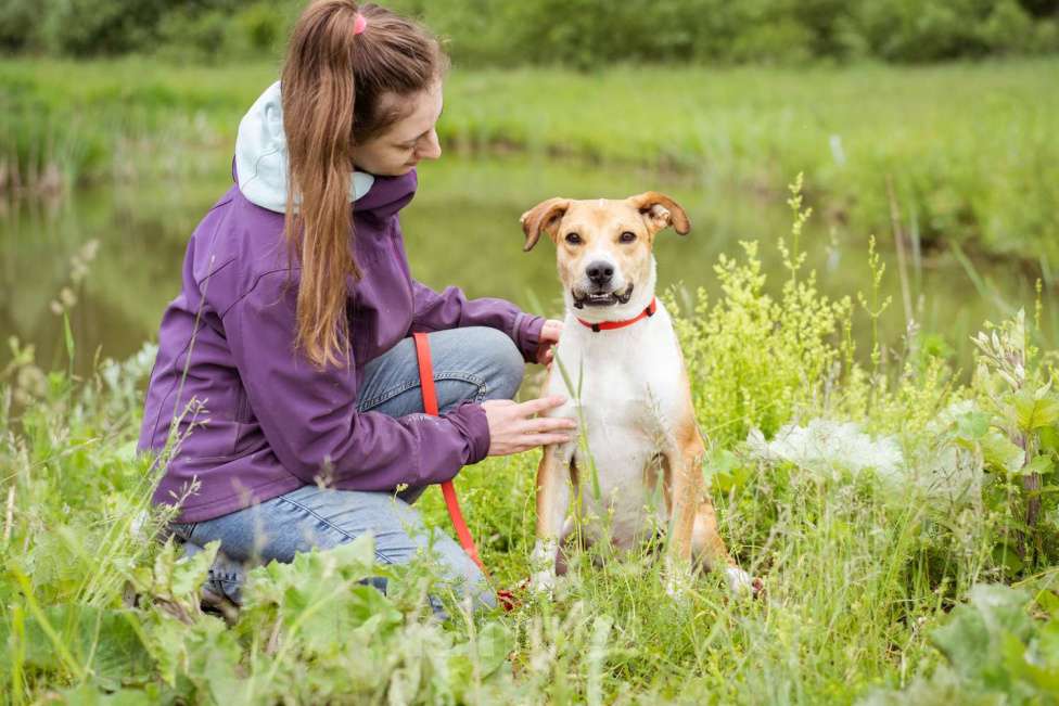 Собаки в Москве: Небольшой, домашний пёсик в писках своей семьи Мальчик, Бесплатно - фото 6