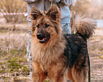 Собаки в Москве: Исцеляющий позитивной энергией Лекарь Мальчик, 1 руб. - фото 3