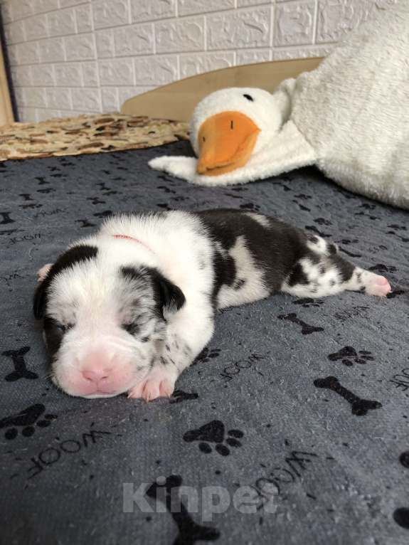 Собаки в Волгограде: Американский булли девочка покет Девочка, 90 000 руб. - фото 3