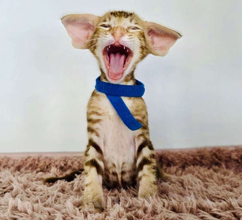 Кошки в Перми: ориентальный котенок Мальчик, 120 000 руб. - фото 1