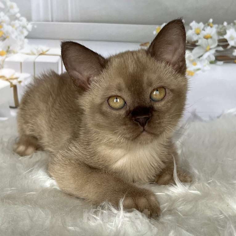 Кошки в Москве: Бурманский котёнок в шоколадном окрасе  Мальчик, 80 000 руб. - фото 3